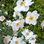 Anemone flower image
