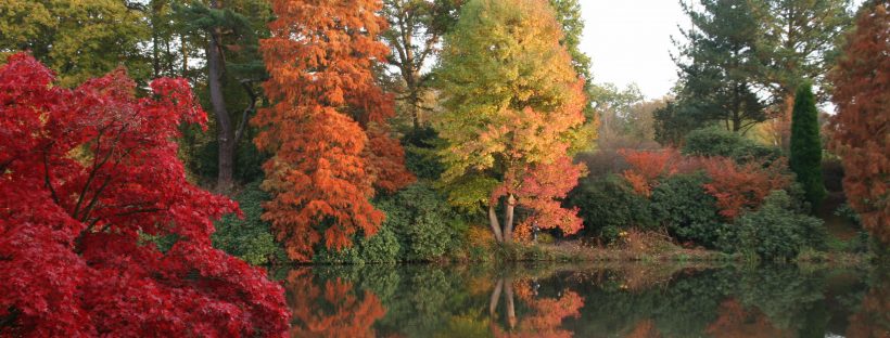 Autumnal Tree colour