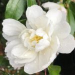 Camellia sasanqua 'Paradise pearl'