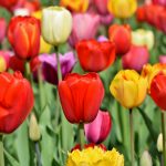 Tulip flowers