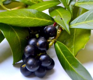 Atropa belladonna berries