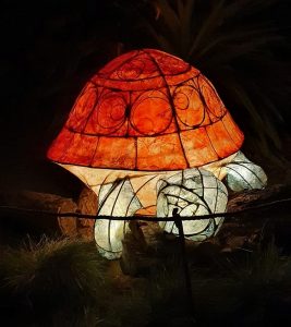 Lit tortoise lantern at Wakehurst Glow Wild