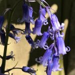 English Bluebell