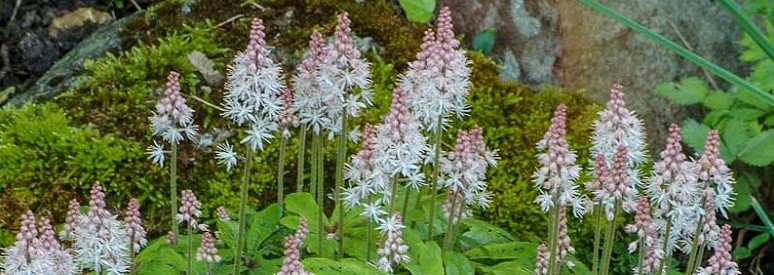 Tiarella flowers