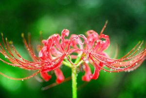Red Spider Lily flower