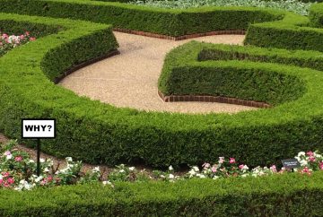 Maze Curved hedging image