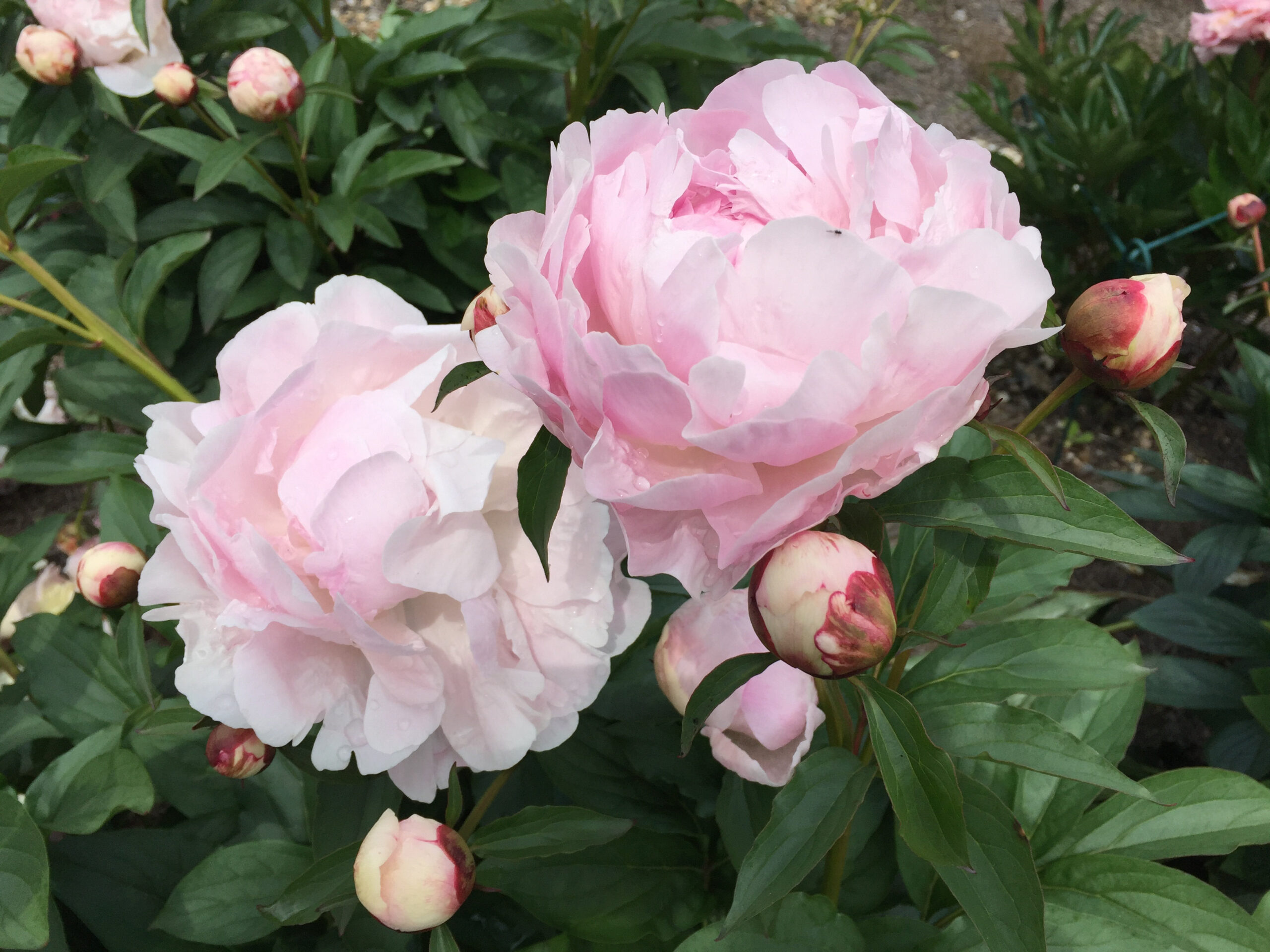 Wonderful Garden Design | Julie Cox Garden Design