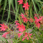 Hesperantha coccinea flower
