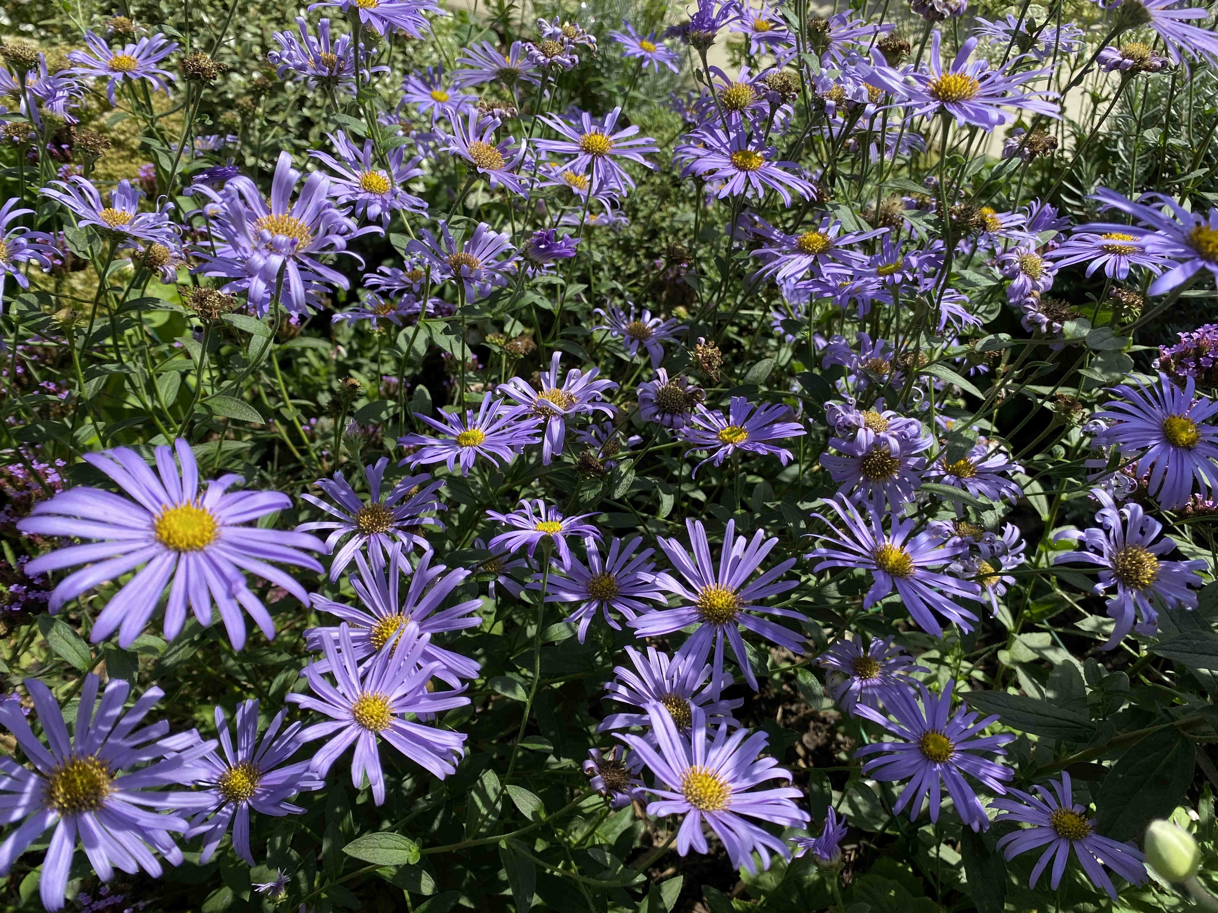 Aster × frikartii ‘Mönch’ Flowers