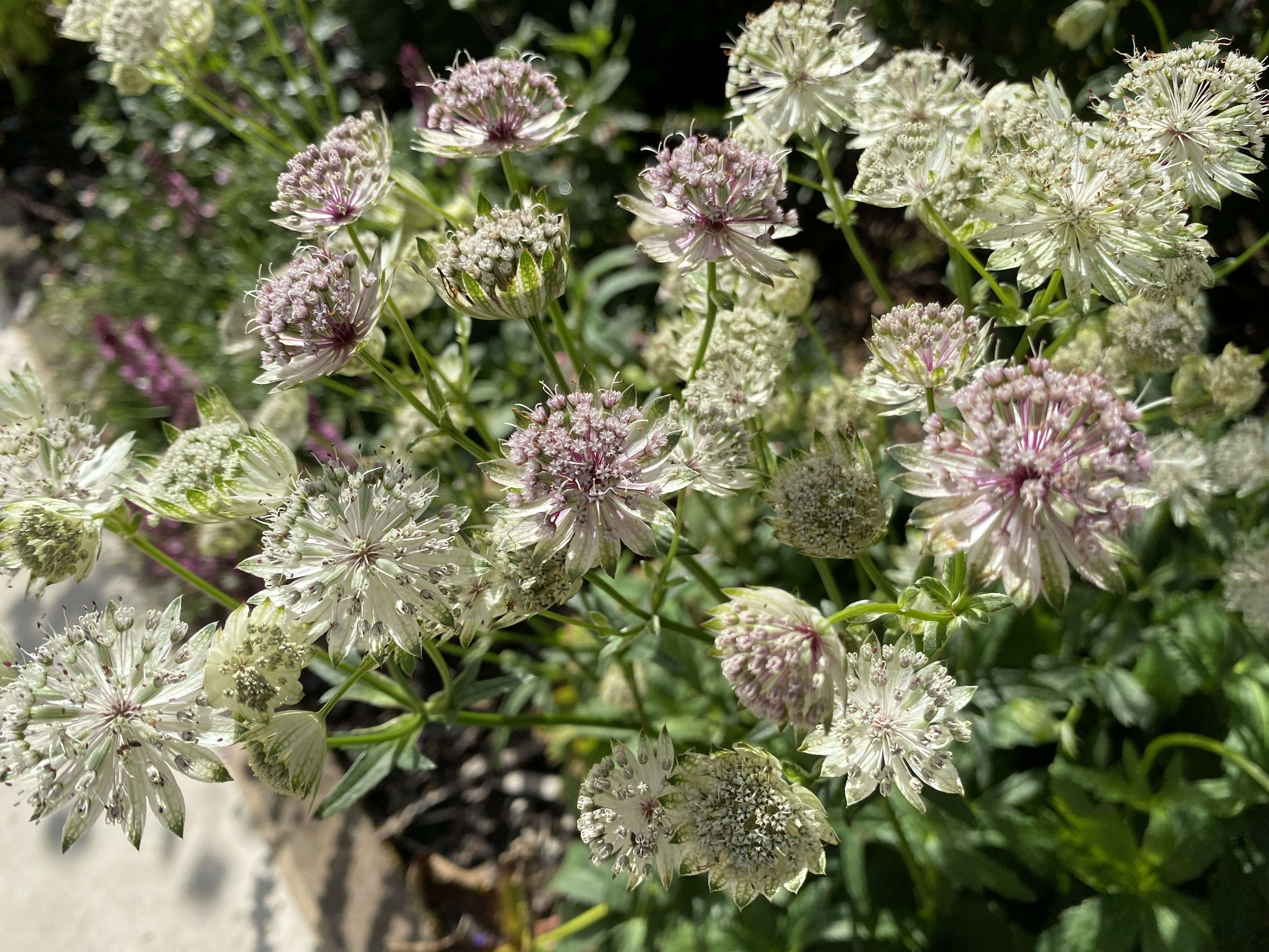 Astrantia Flowers