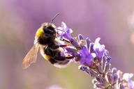 Bee on Lavender