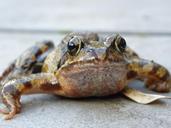 Image of a frog